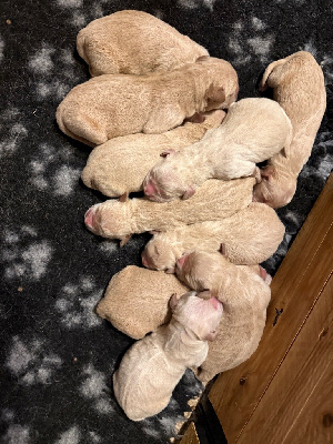 Les chiots de Golden Retriever