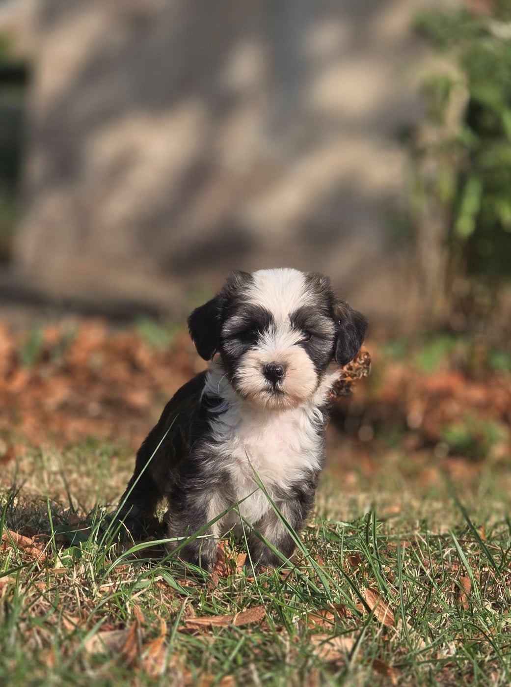 Terrier Tibetain - Du Domaine Des Jolies Taches