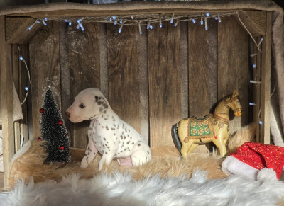 Les chiots de Dalmatien