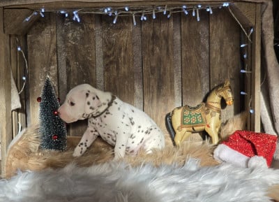 Les chiots de Dalmatien