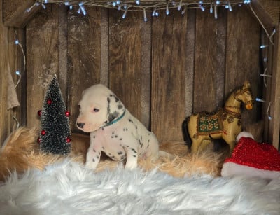 Les chiots de Dalmatien