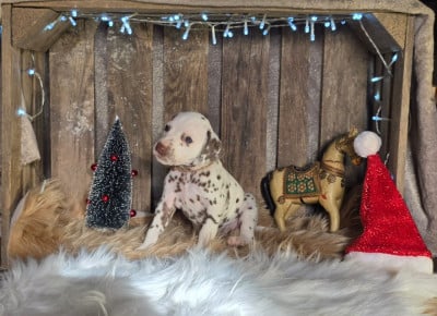 Les chiots de Dalmatien