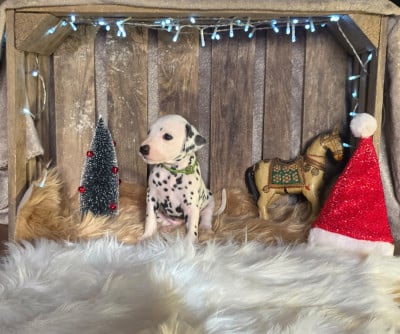 Les chiots de Dalmatien