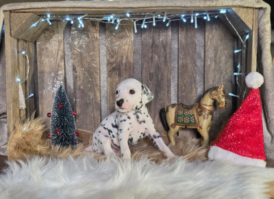 Les chiots de Dalmatien