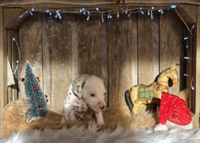 Les chiots de Dalmatien