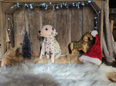 Les chiots de Dalmatien