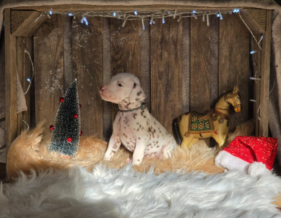 Les chiots de Dalmatien