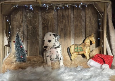 Les chiots de Dalmatien