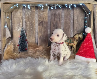 Les chiots de Dalmatien