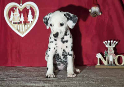 Les chiots de Dalmatien