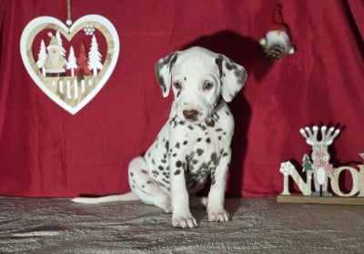 Les chiots de Dalmatien