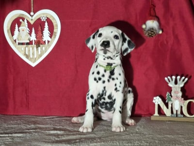 Les chiots de Dalmatien