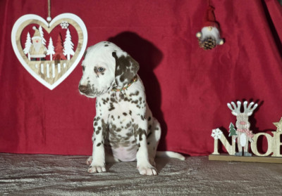 Les chiots de Dalmatien