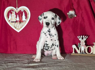 Les chiots de Dalmatien