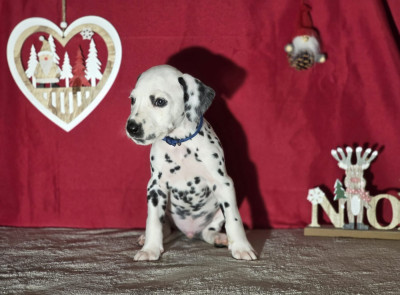 Les chiots de Dalmatien