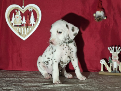 Les chiots de Dalmatien