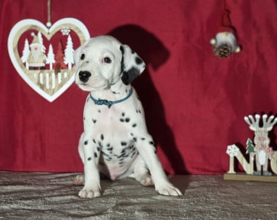 Les chiots de Dalmatien