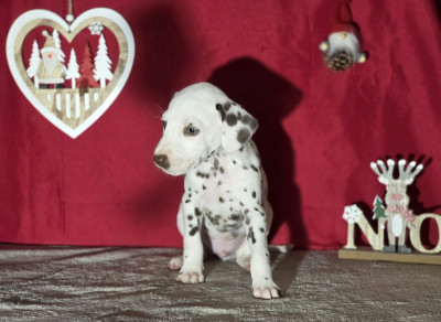 Les chiots de Dalmatien