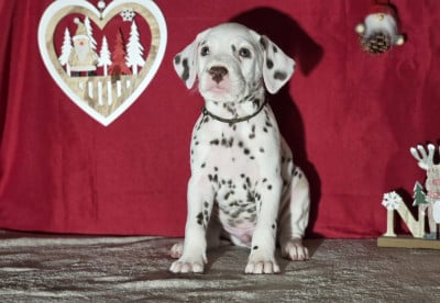 Les chiots de Dalmatien