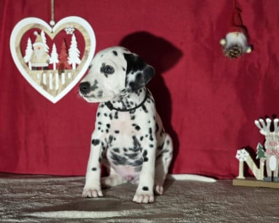 Les chiots de Dalmatien