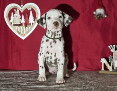 Les chiots de Dalmatien