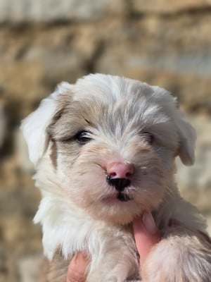 Les chiots de Terrier Tibetain