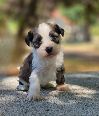 Les chiots de Terrier Tibetain
