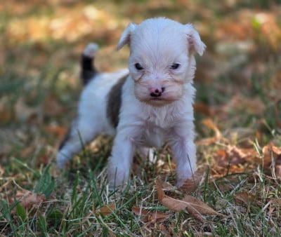 Les chiots de Terrier Tibetain