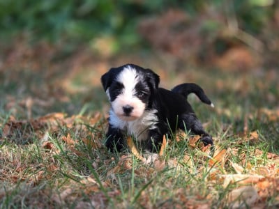 Les chiots de Terrier Tibetain
