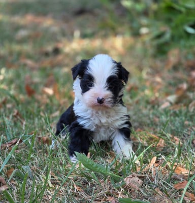 Les chiots de Terrier Tibetain