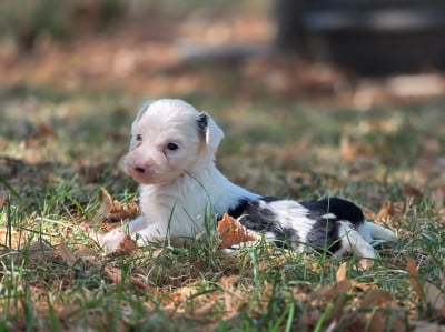 Les chiots de Terrier Tibetain
