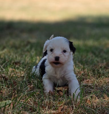 Les chiots de Terrier Tibetain