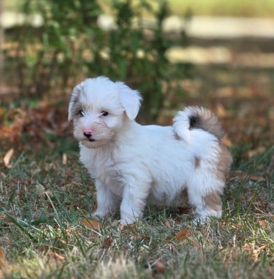 Les chiots de Terrier Tibetain