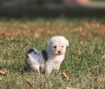 Les chiots de Terrier Tibetain