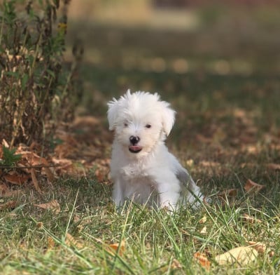 Les chiots de Terrier Tibetain