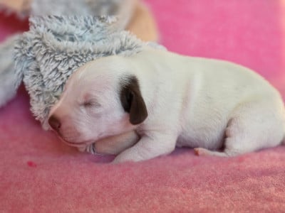 Les chiots de Dalmatien