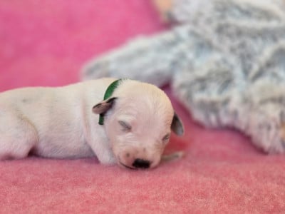 Les chiots de Dalmatien