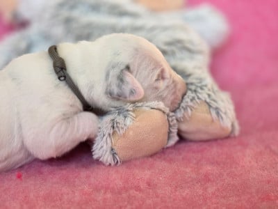 Les chiots de Dalmatien