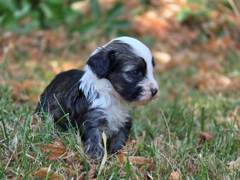 Terrier Tibetain - Du Domaine Des Jolies Taches
