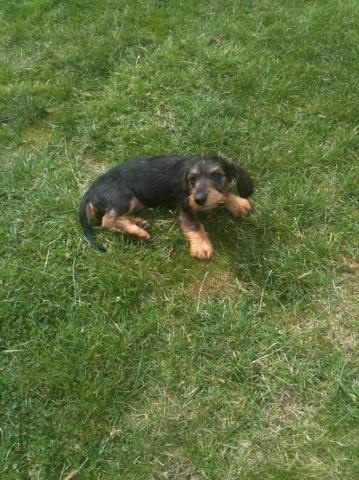 Publication : Dax Leonesse