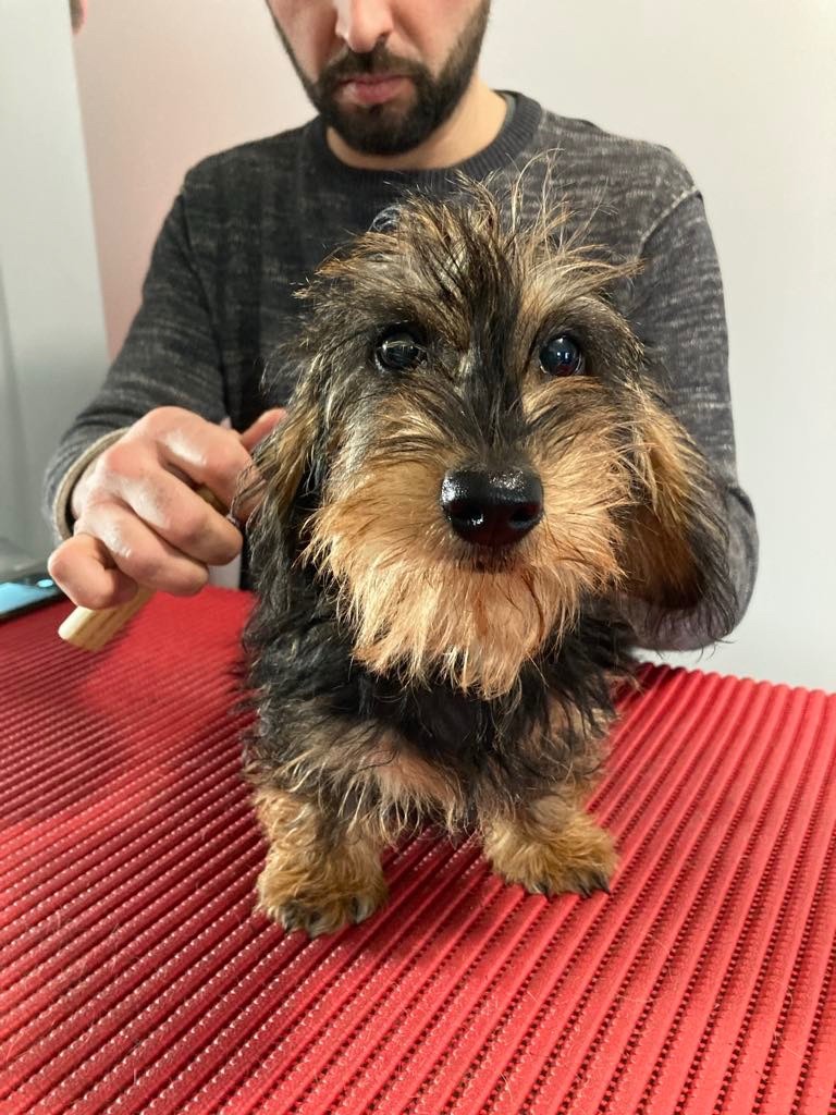 Dax Leonesse Tasmanian devil