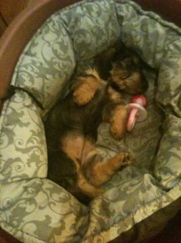 Publication : Dax Leonesse