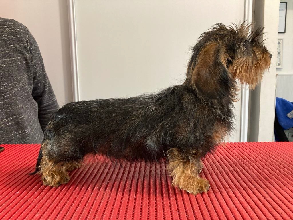 Dax Leonesse Tasmanian devil