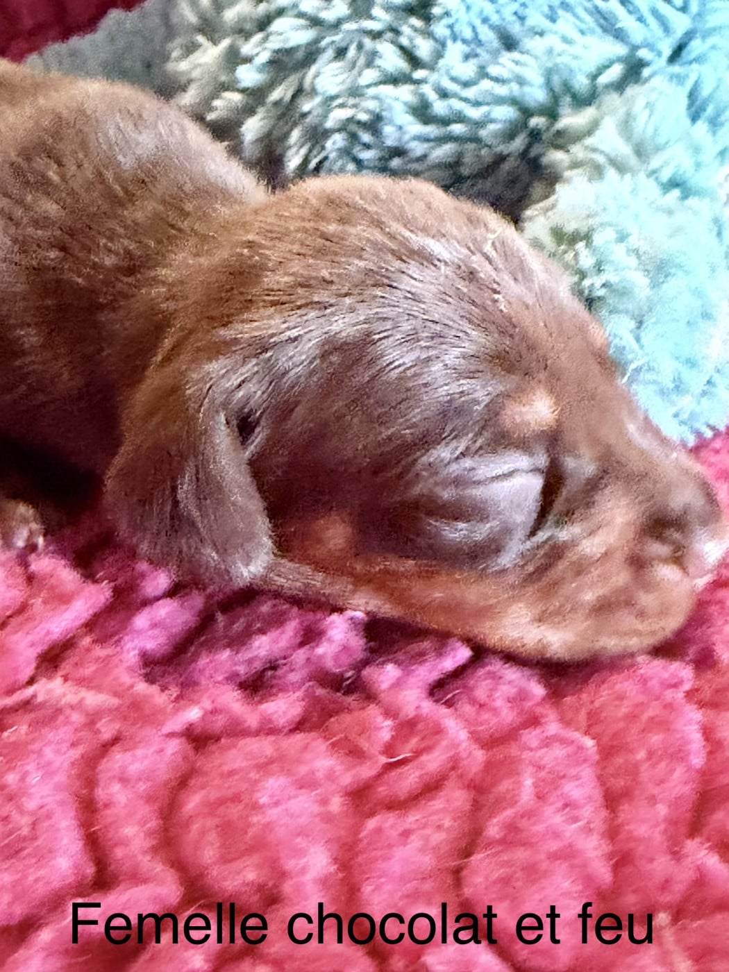 Dax Leonesse BACIAMI ANCORA