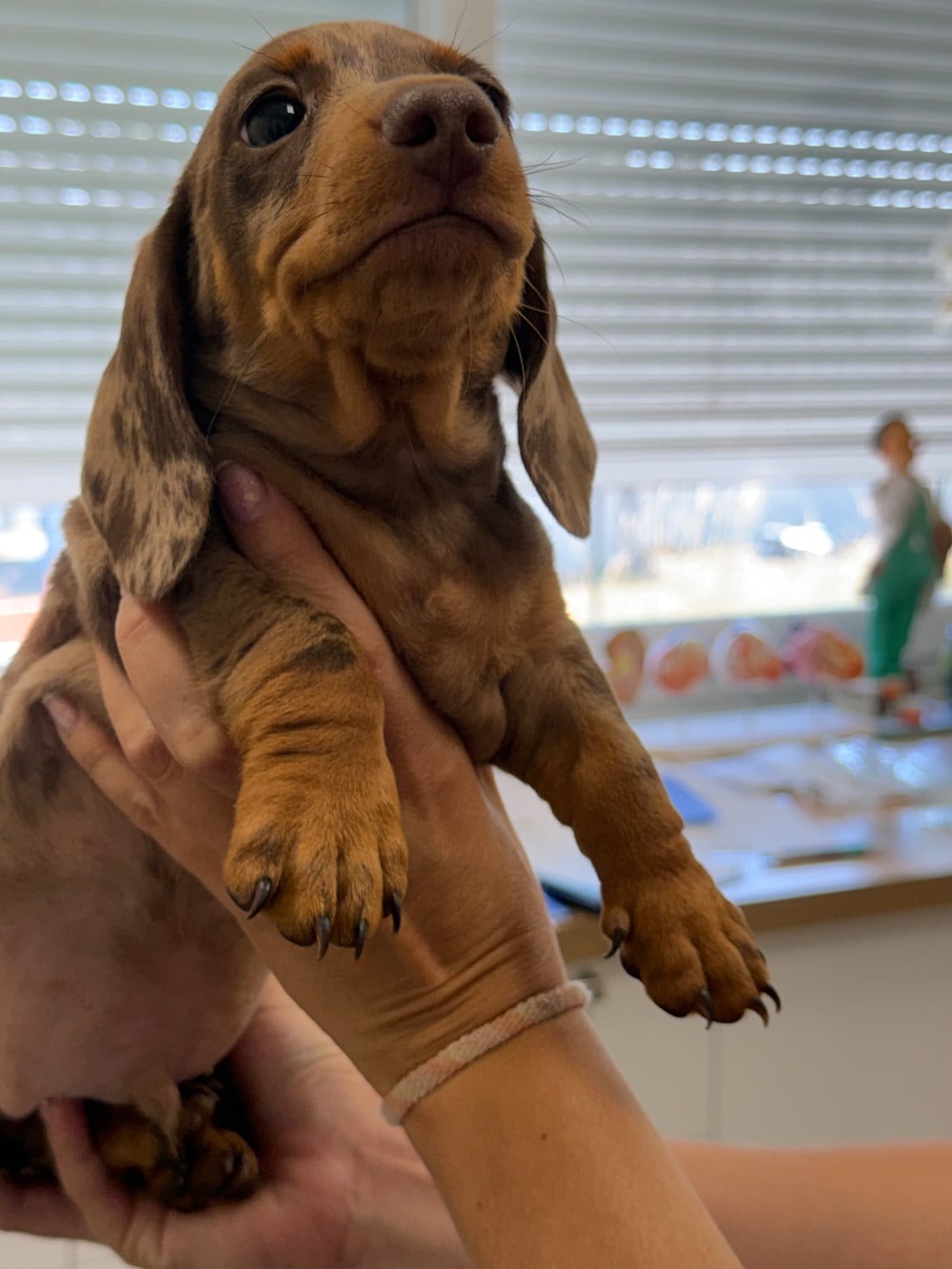 Dax Leonesse BEAU