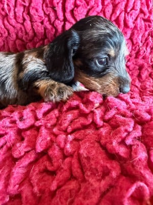 Les chiots de Teckel poil dur