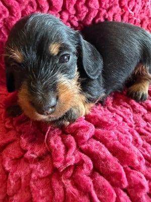 Les chiots de Teckel poil dur