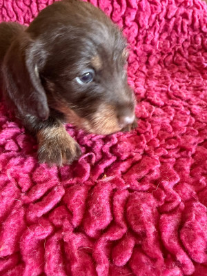 Les chiots de Teckel poil dur