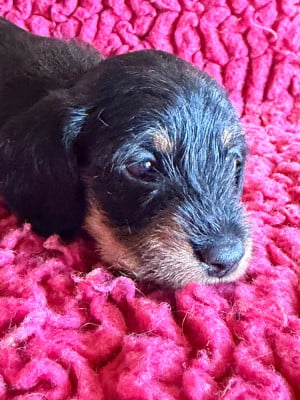 Les chiots de Teckel poil dur