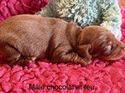 Les chiots de Teckel poil ras